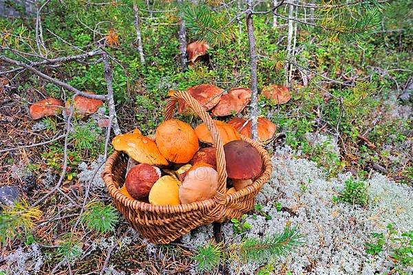 Boletus