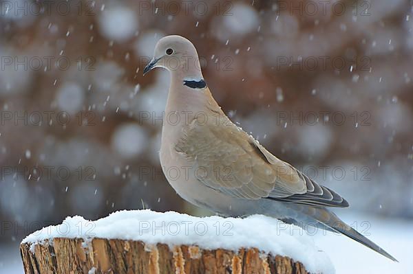 Collared dove