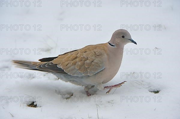 Collared dove