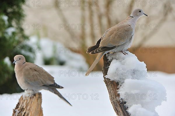 Collared dove