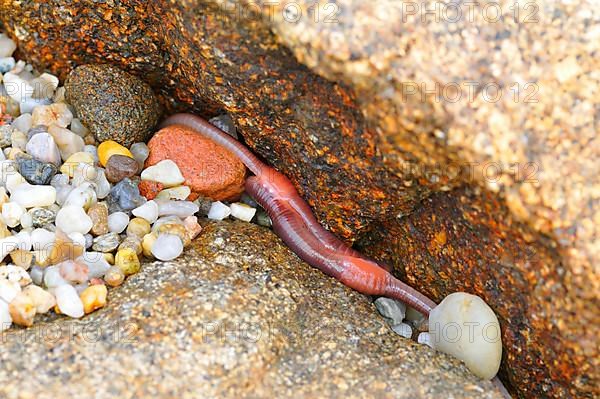 Reddish worm