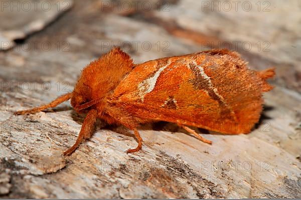 Dock rootworm