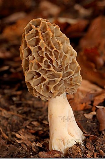 Edible morel