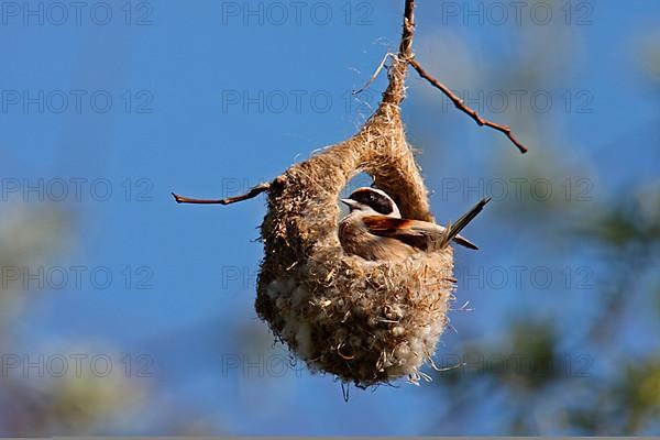 Penduline Tit