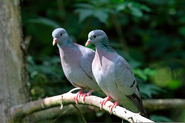 Stock Dove