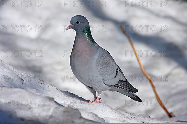 Stock Dove