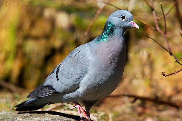 Stock Dove