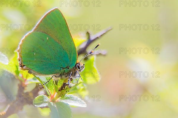 Green hawk moth