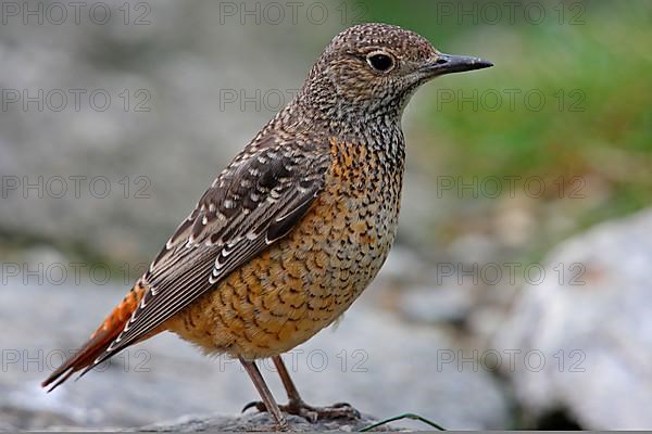 Common Skirt Thrush