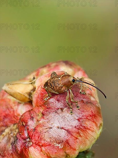 Acorn borer