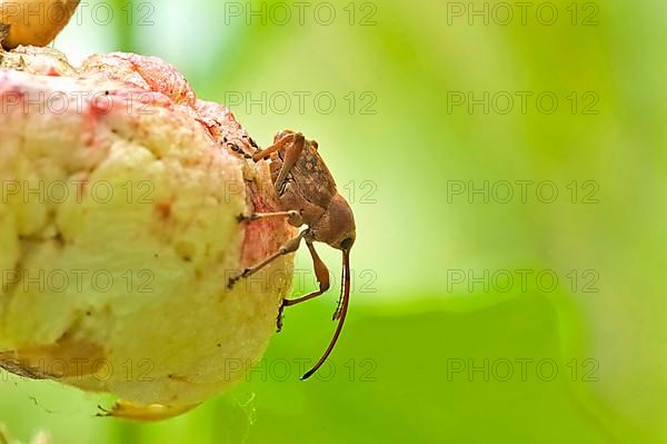 Acorn borer