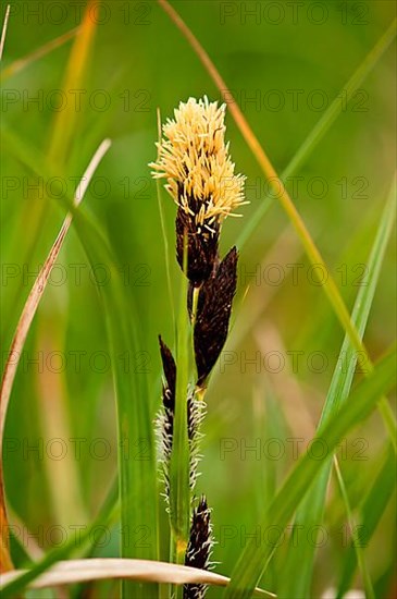 Marsh Sedge