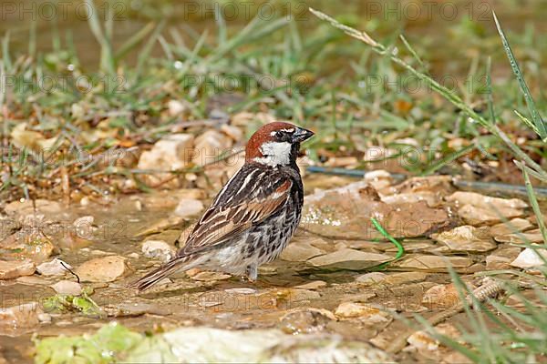 Willow Sparrow