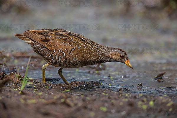 Spotted Crake