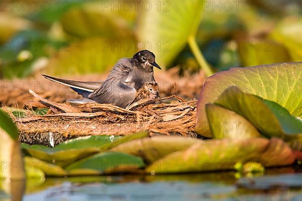 Black Tern