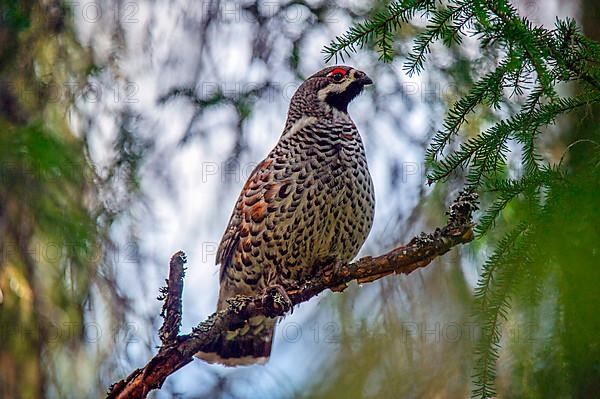 Hazel Grouse