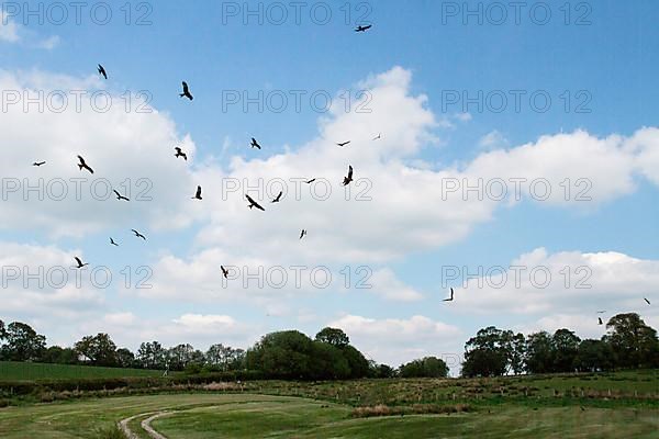 Red kite