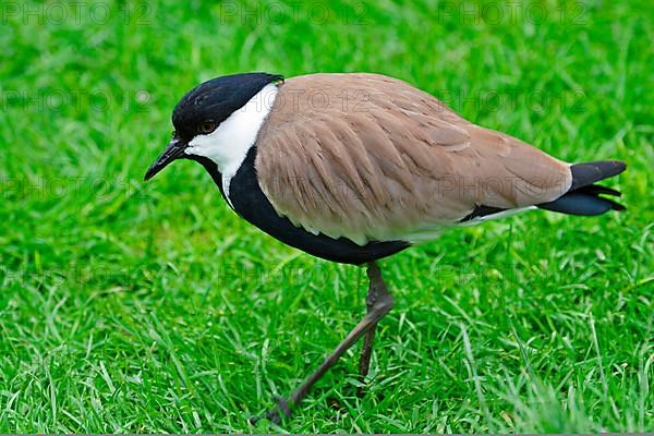 Spur-winged Plover