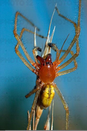 Yellow bag spider