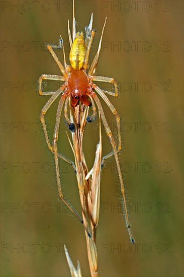 Yellow bag spider