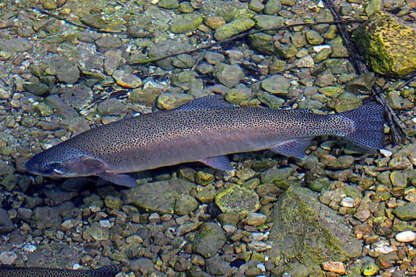 Brown trout