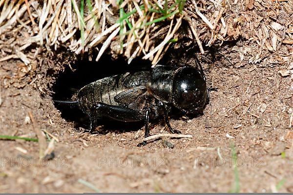 Field Cricket