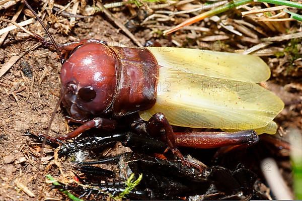 Field Cricket