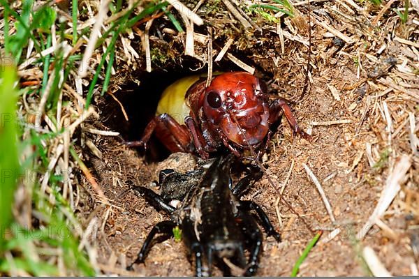 Field Cricket