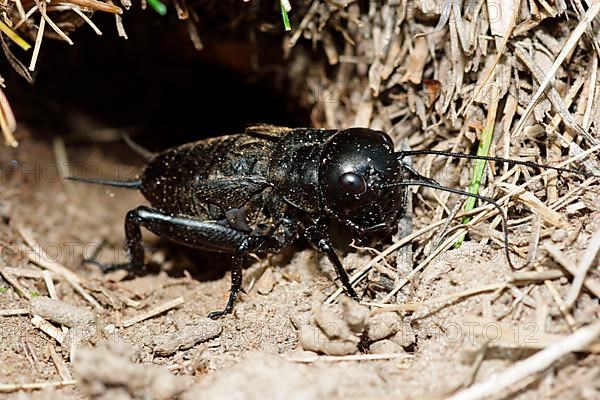 Field Cricket