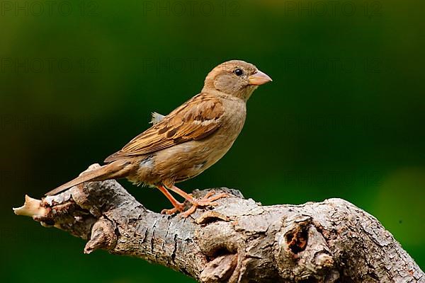 House sparrow