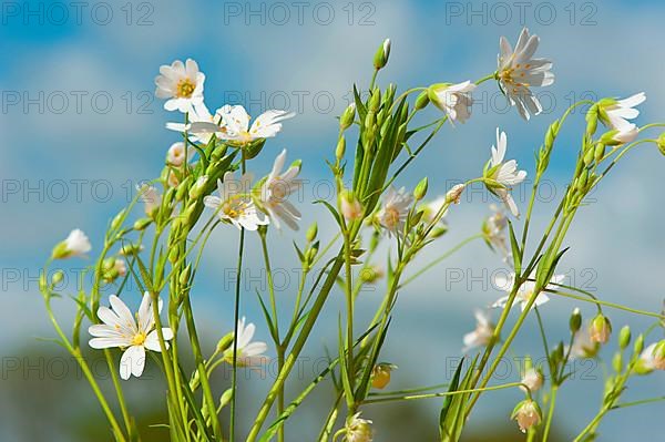 Stitchwort