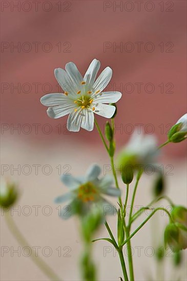 Stitchwort