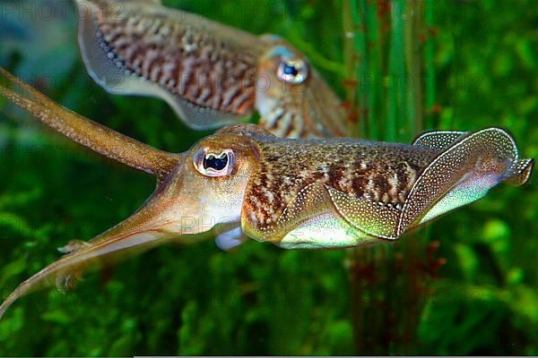 Common squid