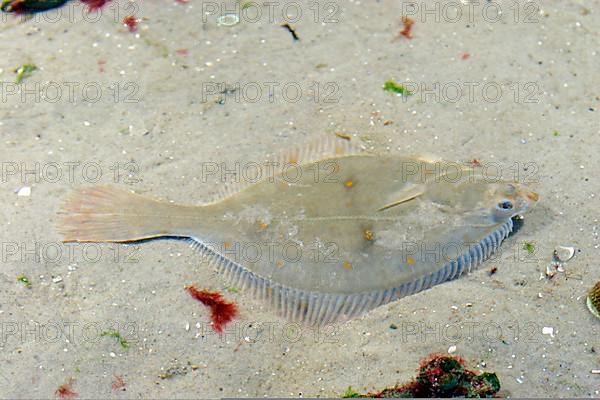 European flounder