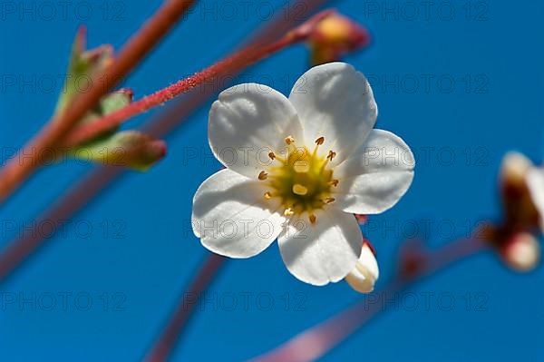 Knotted saxifrage