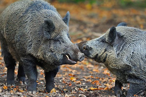 Wild boar