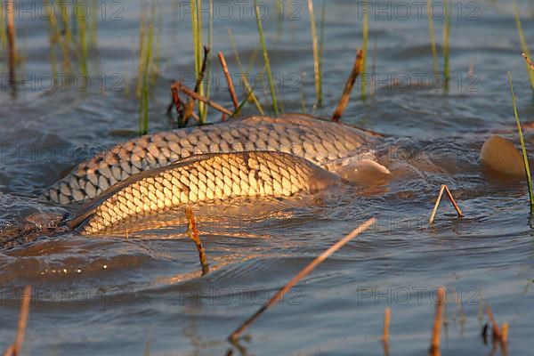 Carp