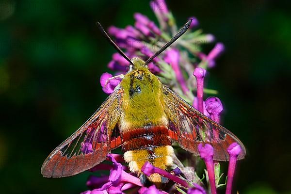 Bumblebee Hawk