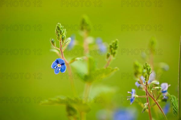 Gamander Speedwell