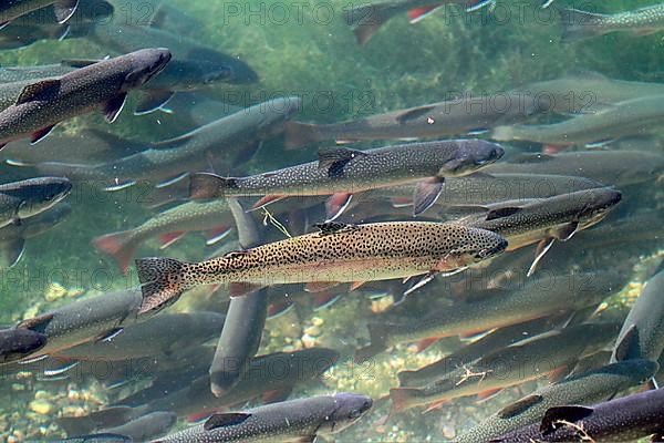 Rainbow trout