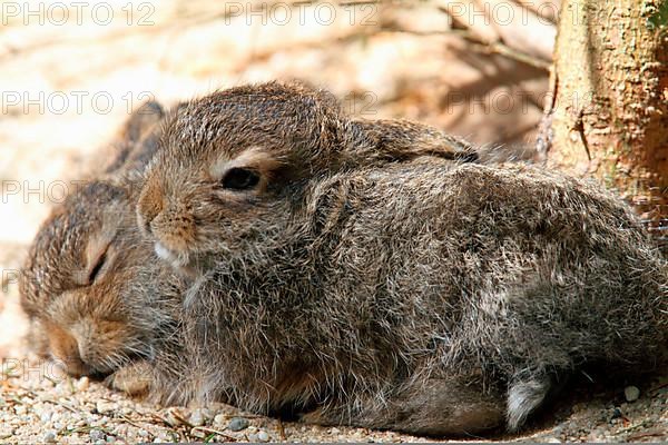 Snow hares