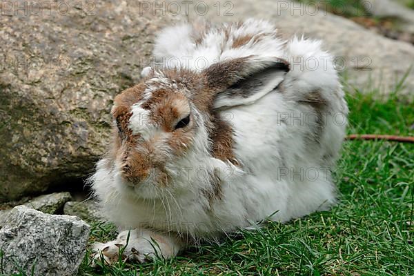 Snow Hare