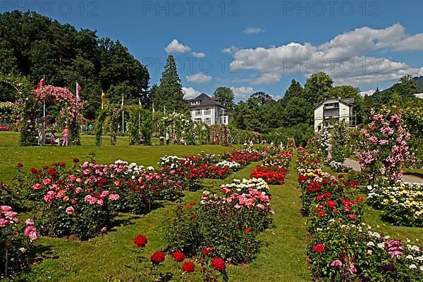 Rose garden