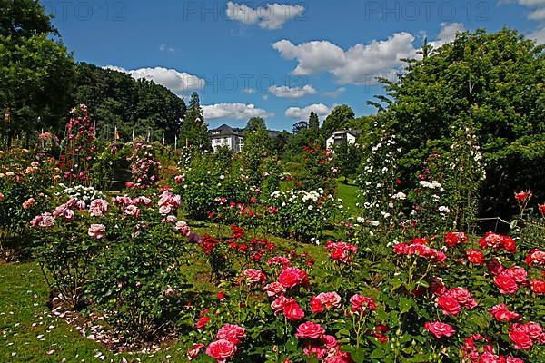 Rose garden