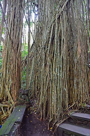 Aerial roots of a ficus