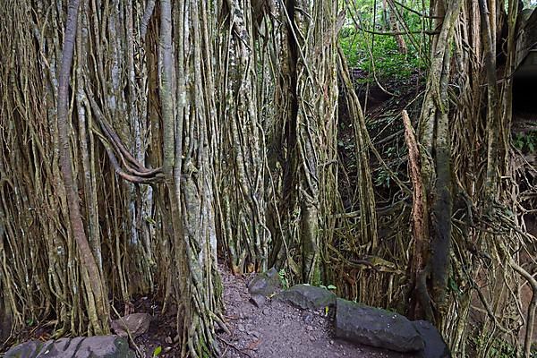 Aerial roots of a ficus