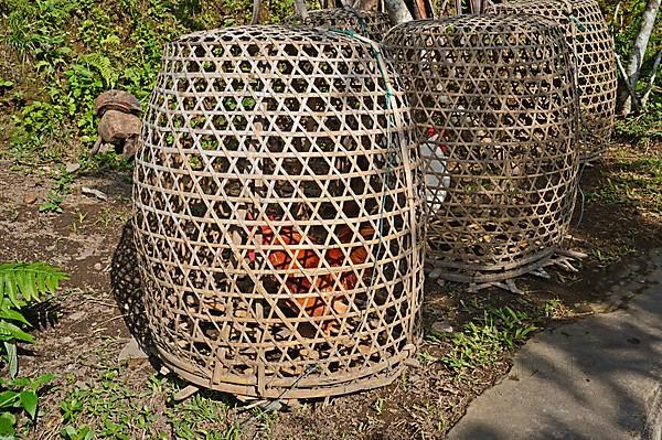 Fighting cocks in the typical baskets