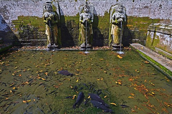 Water basin with gargoyles and fish