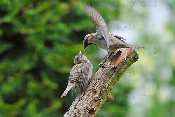 House sparrow