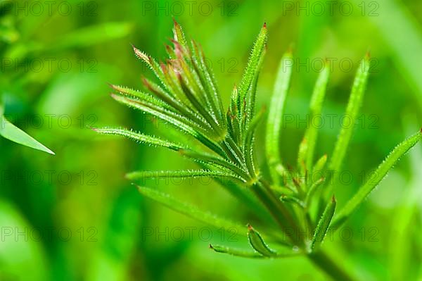 Burdock ragwort